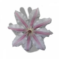 Clématite Nelly Moser/pot De 3l - Echelle Bambou 60/120 Cm -VIDAXL Soldes Magasin 63f4d0a8b59644.83287432