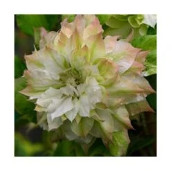 Clématite Sen No Kaze/pot De 1,5l - Tuteur Bambou 30/60 Cm -VIDAXL Soldes Magasin 63f4d0b062de82.57315174