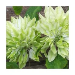 Clématite Sen No Kaze/pot De 1,5l - Tuteur Bambou 30/60 Cm -VIDAXL Soldes Magasin 63f4d0b066b099.53417695