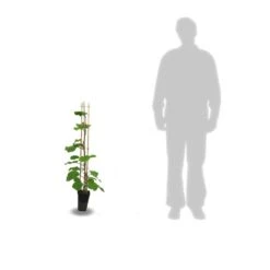 Kiwi Chinensis Solo (autofertile)/pot De 3l - 60/120 Cm -VIDAXL Soldes Magasin 63f4d29fa87205.32735292