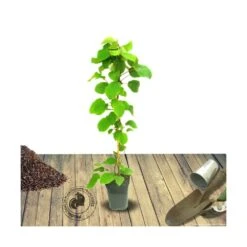 Kiwi Chinensis Solo (autofertile)/pot De 3l - 60/120 Cm -VIDAXL Soldes Magasin 63f4d29fb4ef80.90708801