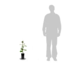 Kiwi Chinensis Tomuri (mâle)/pot De 1,5l - 20/50 Cm -VIDAXL Soldes Magasin 63f4d5da05cd18.24275131