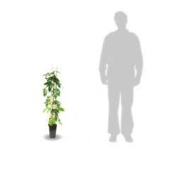 Vigne Vierge Quinquefolia Red Wall® 'troki'/pot De 3l - Echelle Bambou 60/120 Cm -VIDAXL Soldes Magasin 63f4d6611db854.28484356