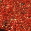 Vigne Vierge Quinquefolia Red Wall® 'troki'/pot De 3l - Echelle Bambou 60/120 Cm -VIDAXL Soldes Magasin 63f4d66125b8b8.16169857