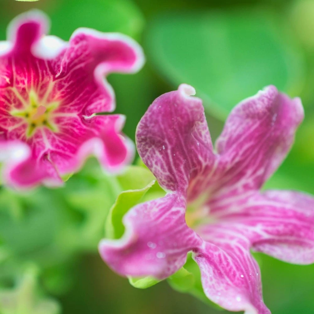 Arauja Sericofera Rosea/pot De 1,5l - Tuteur Bambou 30/60 Cm 4 Arauja Sericofera Rosea/pot De 1,5l - Tuteur Bambou 30/60 Cm – Image 2