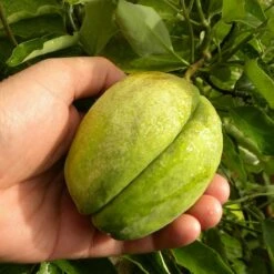 Arauja Sericofera Rosea/pot De 1,5l - Tuteur Bambou 30/60 Cm 7 Arauja Sericofera Rosea/pot De 1,5l - Tuteur Bambou 30/60 Cm -VIDAXL Soldes Magasin 63f4d74f476575.30418710