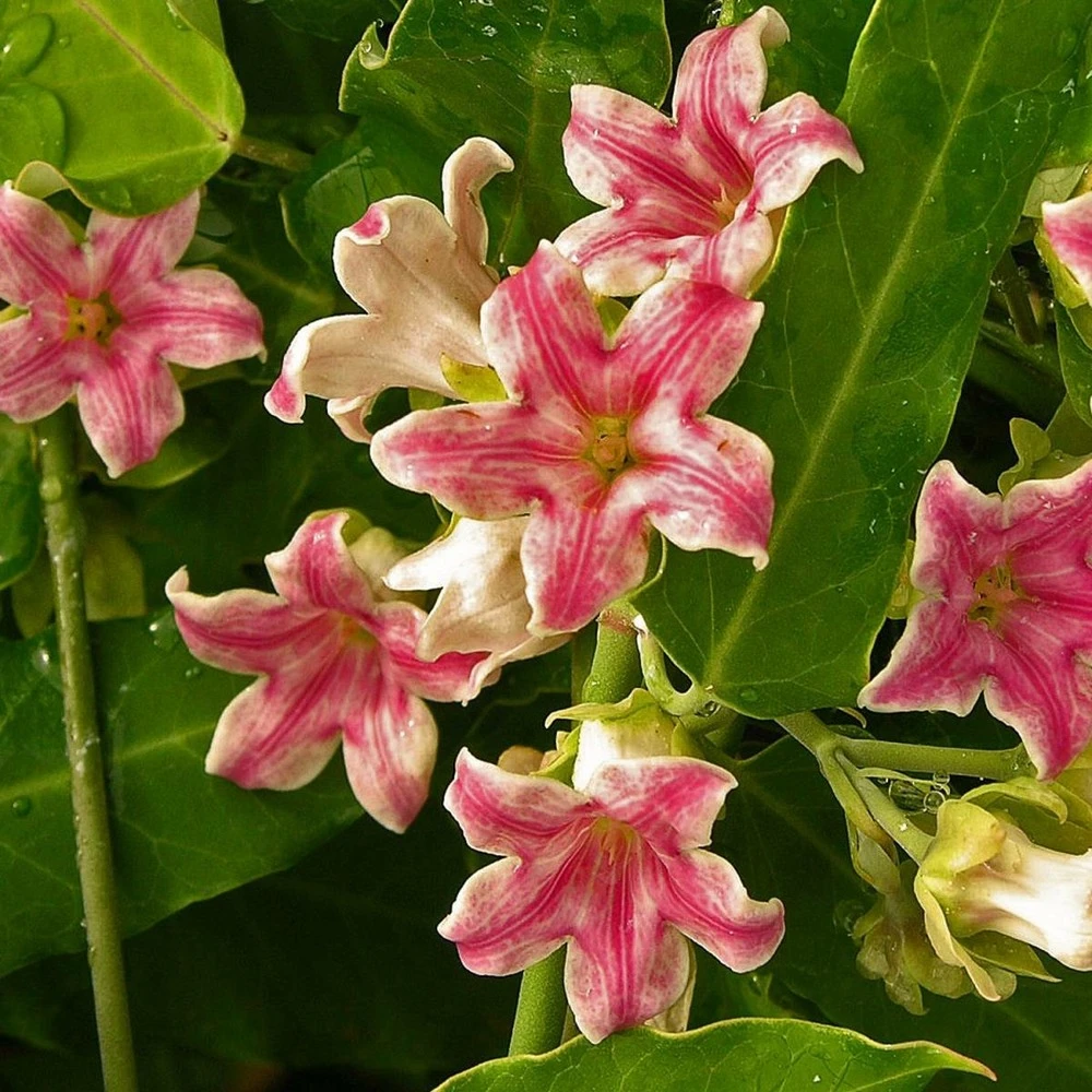 Arauja Sericofera Rosea/pot De 1,5l - Tuteur Bambou 30/60 Cm 3 Arauja Sericofera Rosea/pot De 1,5l - Tuteur Bambou 30/60 Cm