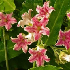 Arauja Sericofera Rosea/pot De 3l - Echelle Bambou 60/120 Cm