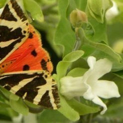 Arauja Sericofera Alba/pot De 1,5l - 20/50 Cm -VIDAXL Soldes Magasin 63f4d751d73372.03628653