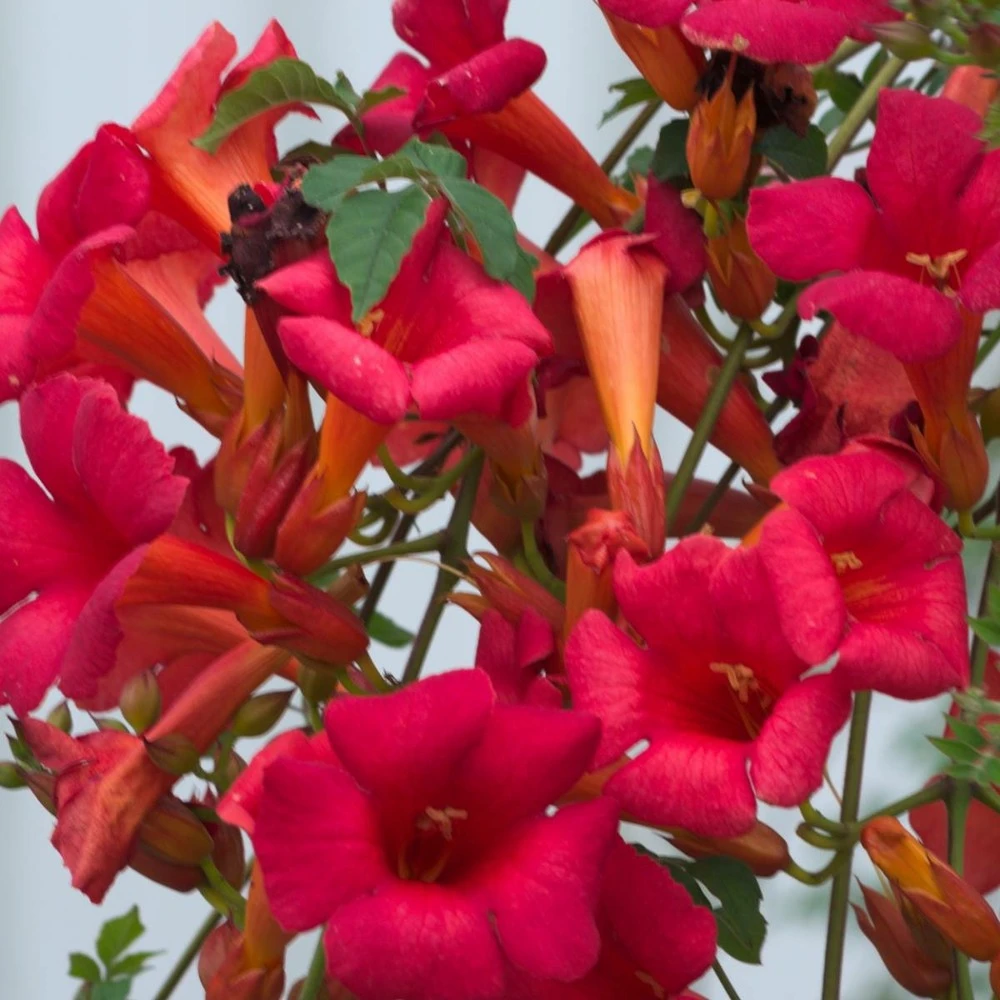 Bignone X Tagliabuana Grenadine 'rutcam'/pot De 1,5l - Tuteur Bambou 30/60 Cm 4 Bignone X Tagliabuana Grenadine 'rutcam'/pot De 1,5l - Tuteur Bambou 30/60 Cm – Image 2