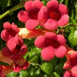 Bignone X Tagliabuana Grenadine 'rutcam'/pot De 1,5l - Tuteur Bambou 30/60 Cm 11 Bignone X Tagliabuana Grenadine 'rutcam'/pot De 1,5l - Tuteur Bambou 30/60 Cm -VIDAXL Soldes Magasin 63f4d7d0a45c82.39022646