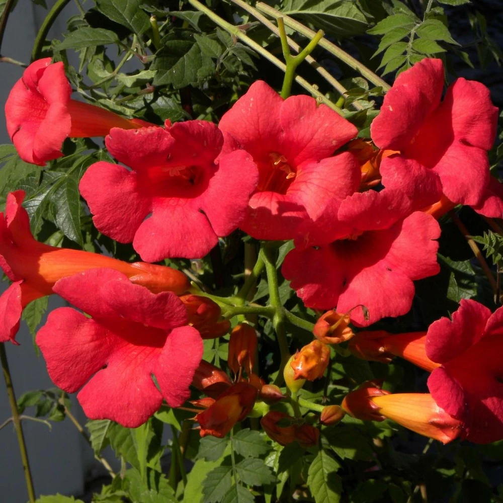 Bignone X Tagliabuana Grenadine 'rutcam'/pot De 1,5l - Tuteur Bambou 30/60 Cm 3 Bignone X Tagliabuana Grenadine 'rutcam'/pot De 1,5l - Tuteur Bambou 30/60 Cm