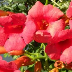 Bignone X Tagliabuana Grenadine 'rutcam'/pot De 1,5l - Tuteur Bambou 30/60 Cm 13 Bignone X Tagliabuana Grenadine 'rutcam'/pot De 1,5l - Tuteur Bambou 30/60 Cm -VIDAXL Soldes Magasin 63f4d7d0abe4a8.43578587