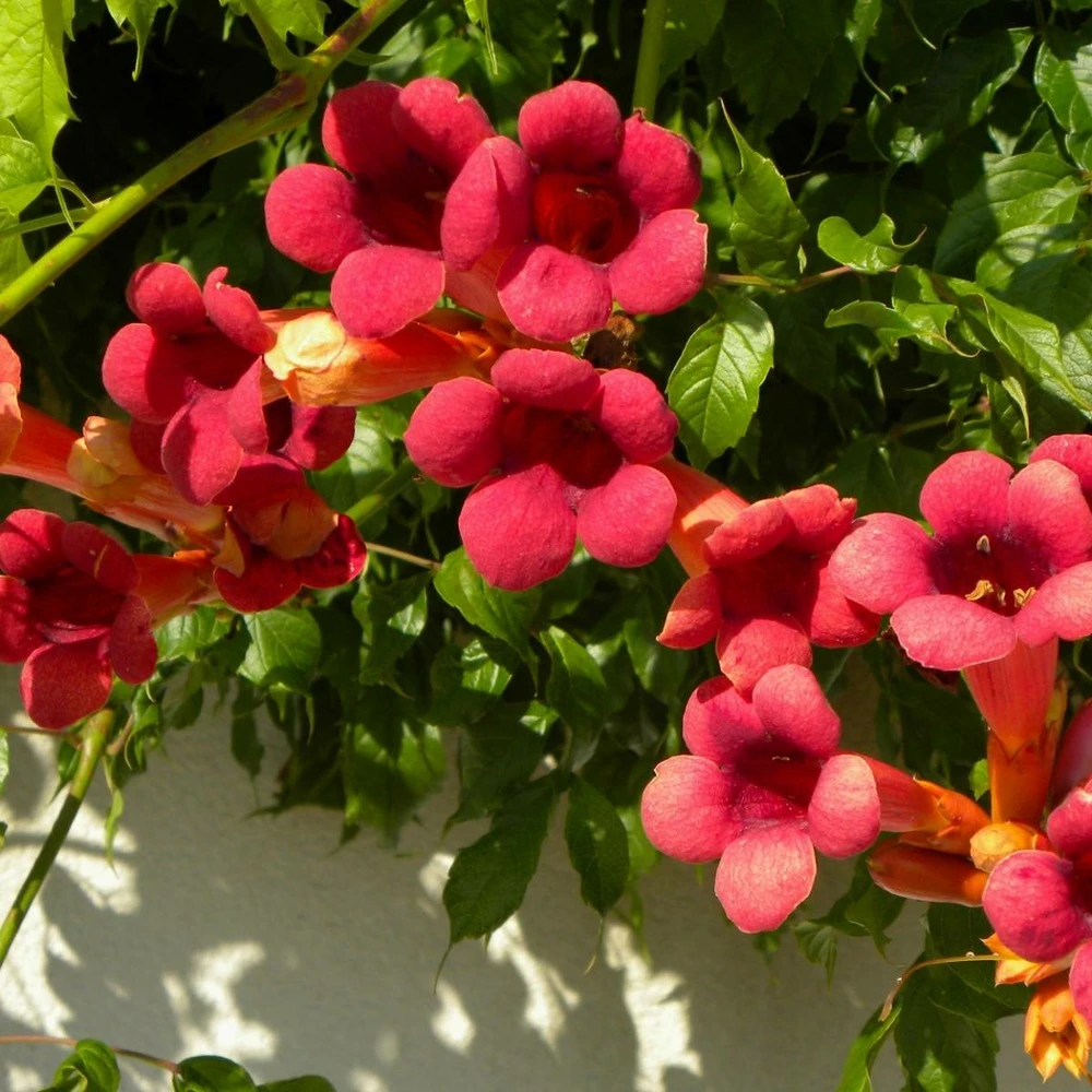 Bignone X Tagliabuana Grenadine 'rutcam'/pot De 1,5l - Tuteur Bambou 30/60 Cm 6 Bignone X Tagliabuana Grenadine 'rutcam'/pot De 1,5l - Tuteur Bambou 30/60 Cm – Image 4