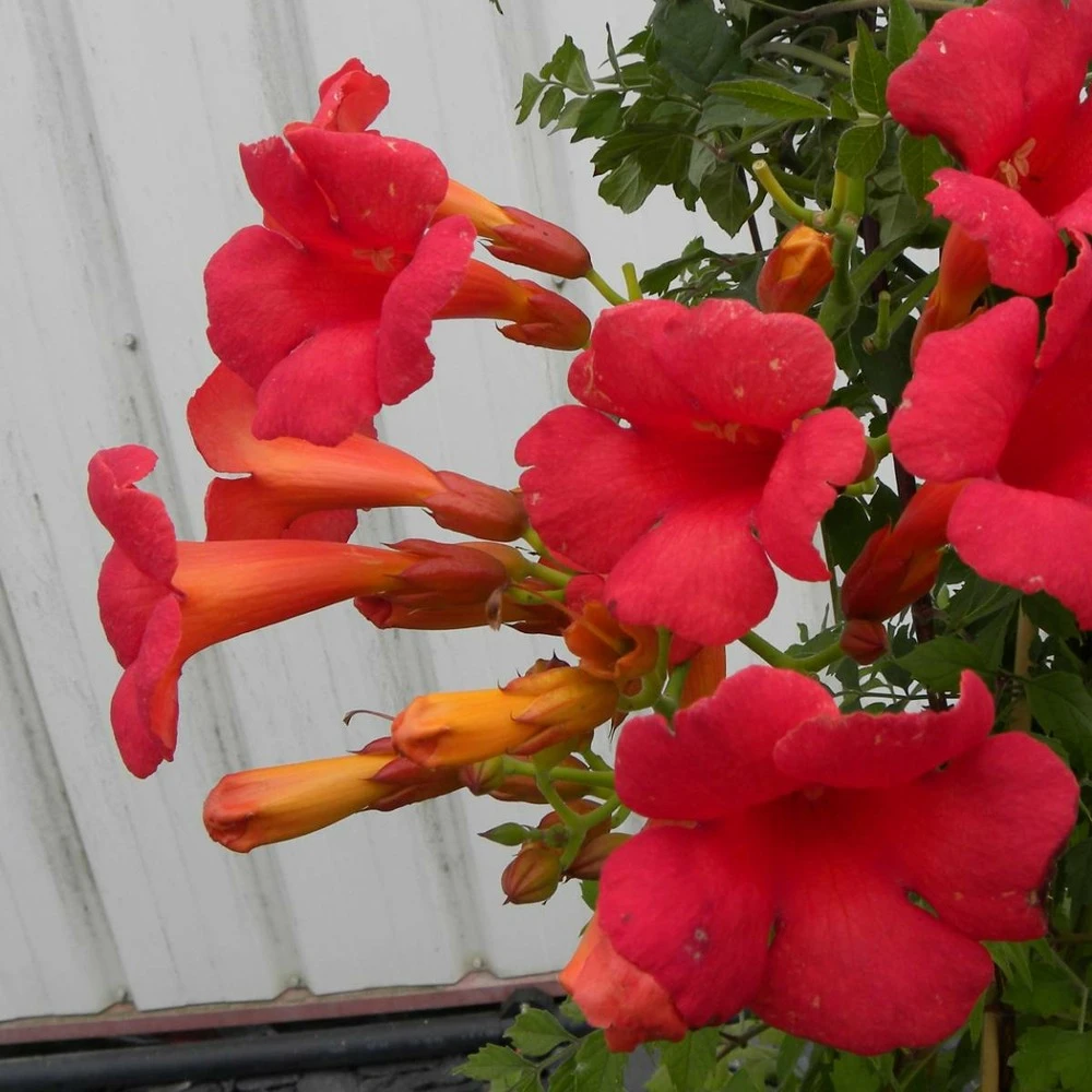 Bignone X Tagliabuana Grenadine 'rutcam'/pot De 1,5l - Tuteur Bambou 30/60 Cm 8 Bignone X Tagliabuana Grenadine 'rutcam'/pot De 1,5l - Tuteur Bambou 30/60 Cm – Image 6