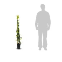 Bignone Capreolata Tangerine Beauty/pot De 1,5l - Tuteur Bambou 30/60 Cm -VIDAXL Soldes Magasin 63f4d7d68f4224.31305278