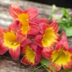 Bignone Capreolata Tangerine Beauty/pot De 1,5l - Tuteur Bambou 30/60 Cm -VIDAXL Soldes Magasin 63f4d7d69c15f6.24164965