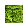 Houblon Doré Aureus/pot De 1,5l - 10/20 Cm -VIDAXL Soldes Magasin 63f4d7d935d343.34205807