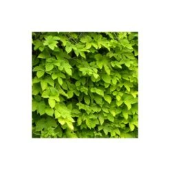 VIDAXL Soldes Magasin 53 Houblon Doré Aureus/pot De 1,5l - 10/20 Cm