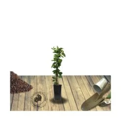 Chèvrefeuille Similis Var. Delavayi/pot De 10l - 400/500 Cm Sur Ficelle -VIDAXL Soldes Magasin 63f4d7dab60624.65218314