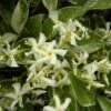 Jasmin étoilé Jasminoïdes Variegata/pot De 10l - 200/300 Cm Sur Ficelle -VIDAXL Soldes Magasin 63f4d7e18fbea7.61327504