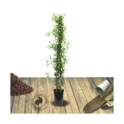 Jasmin étoilé Jasminoïdes Variegata/pot De 10l - 200/300 Cm Sur Ficelle -VIDAXL Soldes Magasin 63f4d7e1931e03.49259872