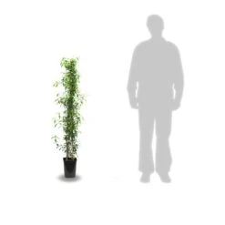 Jasmin étoilé Jasminoïdes Variegata/pot De 10l - 200/300 Cm Sur Ficelle -VIDAXL Soldes Magasin 63f4d7e1994e84.74776720