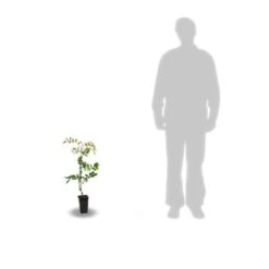 Glycine De Chine Sinensis/pot De 2l - 60 Cm -VIDAXL Soldes Magasin 63f4d7e58ff340.86883666