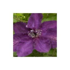 Clématite Amethyst Beauty™ 'evipo043'/pot De 1,5l - Tuteur Bambou 30/60 Cm -VIDAXL Soldes Magasin 63f4d7e6f3d699.74381995