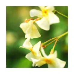 VIDAXL Soldes Magasin 86 Jasmin étoilé Jasminoïdes Star Of Toscane® 'selbra'/pot De 2l - Tuteut Bambou 90 Cm