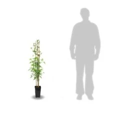 Jasmin Blanc Officinalis Clotted Cream® 'devon Cream'/pot De 1,8l -VIDAXL Soldes Magasin 63f4d7f4dbd1f8.33443377