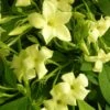 Jasmin Blanc Officinalis Clotted Cream® 'devon Cream'/pot De 1,8l -VIDAXL Soldes Magasin 63f4d7f4e5cbe2.86966659