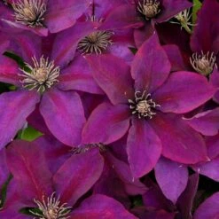 VIDAXL Soldes Magasin 70 Clématite Picardy™ 'evipo024'/pot De 1,5l - Tuteur Bambou 30/60 Cm