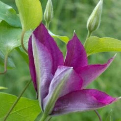 Clématite Picardy™ 'evipo024'/pot De 1,5l - Tuteur Bambou 30/60 Cm -VIDAXL Soldes Magasin 63f4d7f9217e01.06139563