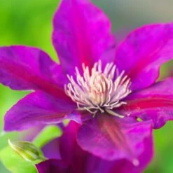 Clématite Picardy™ 'evipo024'/pot De 1,5l - Tuteur Bambou 30/60 Cm -VIDAXL Soldes Magasin 63f4d7f92b77d3.70090081