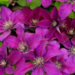 Clématite Picardy™ 'evipo024'/pot De 1,5l - Tuteur Bambou 30/60 Cm -VIDAXL Soldes Magasin 63f4d7f9319c40.46305442