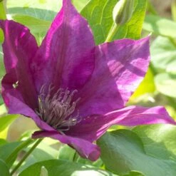 VIDAXL Soldes Magasin -VIDAXL Soldes Magasin 63f4d7f9357fb6.40086029