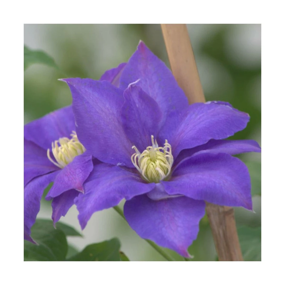 Clématite Olympia™ 'evipo099'/pot De 2,5 L - 20/30 Cm 3 Clématite Olympia™ 'evipo099'/pot De 2,5 L - 20/30 Cm