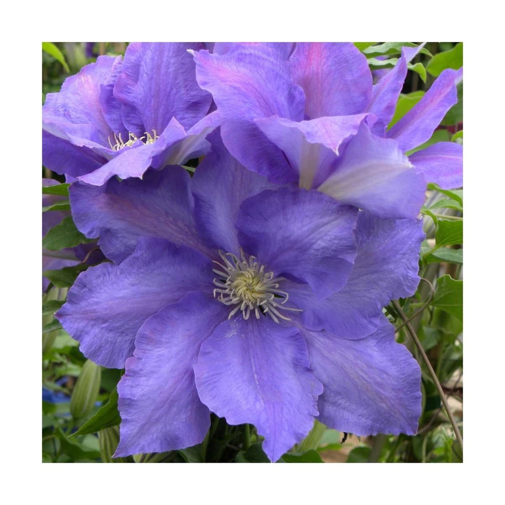 Clématite Olympia™ 'evipo099'/pot De 2,5 L - 20/30 Cm 4 Clématite Olympia™ 'evipo099'/pot De 2,5 L - 20/30 Cm – Image 2