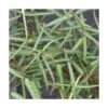 Jasmin étoilé Asiaticum Theta/pot De 3l - 60/120 Cm -VIDAXL Soldes Magasin 63f4d82eabfd88.14692449