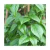 Hortensia Grimpant Anomala Var. Petiolaris Crug Corale/pot De 1,5l - Tuteur Bambou 30/60 Cm -VIDAXL Soldes Magasin 63f4d82fbfcaf2.50216161