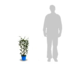 Passiflore Caerulea/pot De 10l - 300/400 Cm Sur Ficelle -VIDAXL Soldes Magasin 63f4d8428ee9c3.04767202