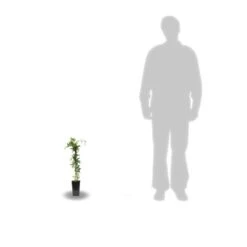 Passiflore Caerulea/pot De 10l - 300/400 Cm Sur Ficelle -VIDAXL Soldes Magasin 63f4d8429225e8.87129398