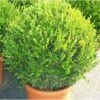 Buxus Microphylla 'faulkner' (buis Commun ) - Taille Pot De 5 Litres ? 40/60 Cm -VIDAXL Soldes Magasin 63fca05238d840.31986985