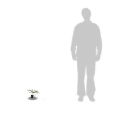 Ceanothe X Italian Skies/pot De 4l - 40/60 Cm -VIDAXL Soldes Magasin 63fdf4475668c7.74020534