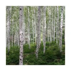 Bouleau Utilis Doorenbos/pot De 10l - 175/200 Cm 7 Bouleau Utilis Doorenbos/pot De 10l - 175/200 Cm -VIDAXL Soldes Magasin 63fdf44b2f8ad8.14824164