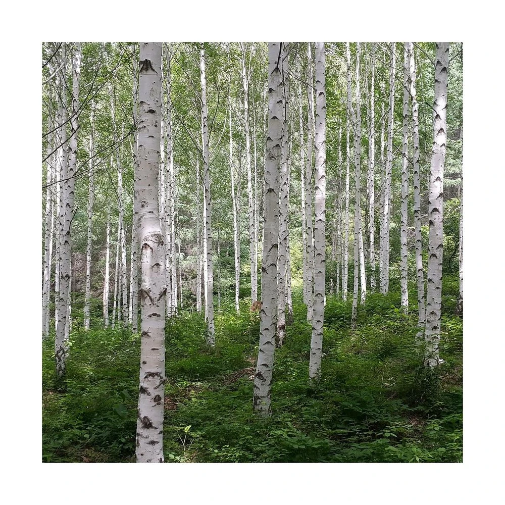 Bouleau Utilis Doorenbos/pot De 10l - 175/200 Cm 5 Bouleau Utilis Doorenbos/pot De 10l - 175/200 Cm – Image 3