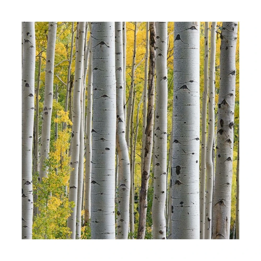 Bouleau Utilis Doorenbos/pot De 10l - 175/200 Cm 3 Bouleau Utilis Doorenbos/pot De 10l - 175/200 Cm