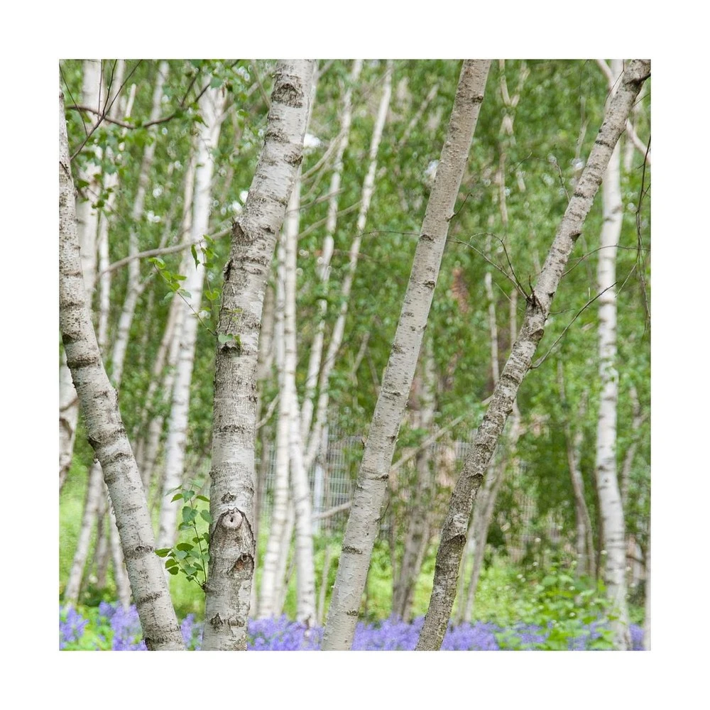 Bouleau Utilis Doorenbos/pot De 10l - 175/200 Cm 4 Bouleau Utilis Doorenbos/pot De 10l - 175/200 Cm – Image 2