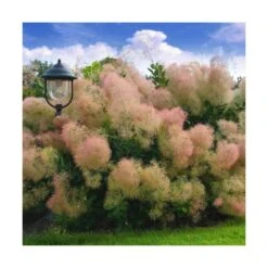 Arbre à Perruque Coggygria Young Lady/pot De 4l - 60/120 Cm -VIDAXL Soldes Magasin 63fdf44cdb46d9.81468895